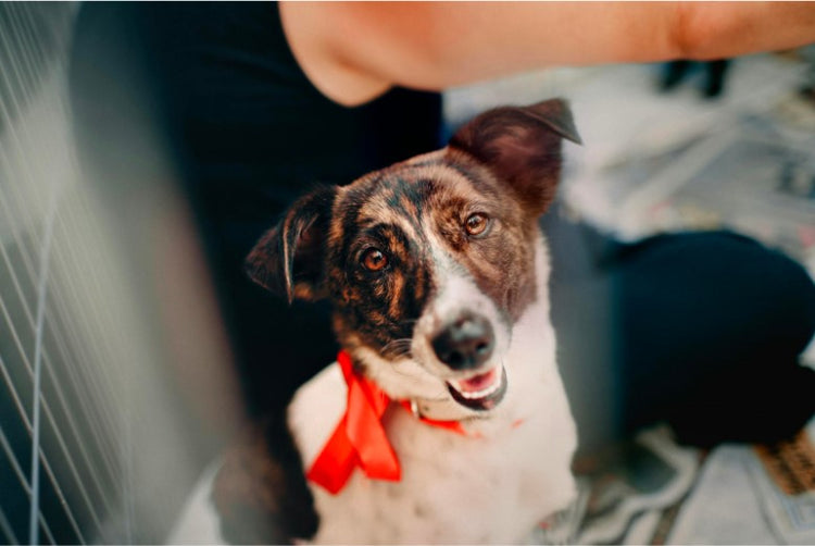10 Reasons Why Rescue Dogs are the Best – Joyride Harness