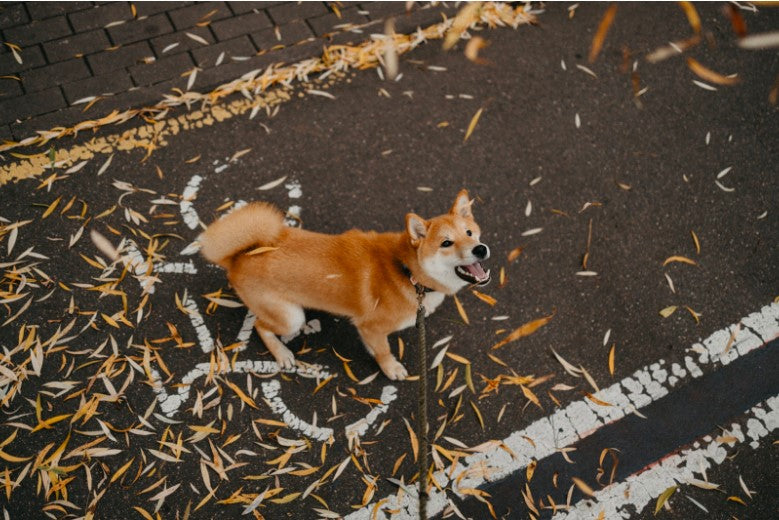 Living with a Reactive Dog Managing Leash Reactivity and Aggression