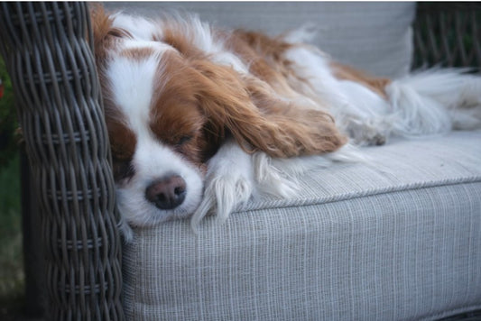 Is it Normal for Dogs to Sleep All Day? Let's Find Out