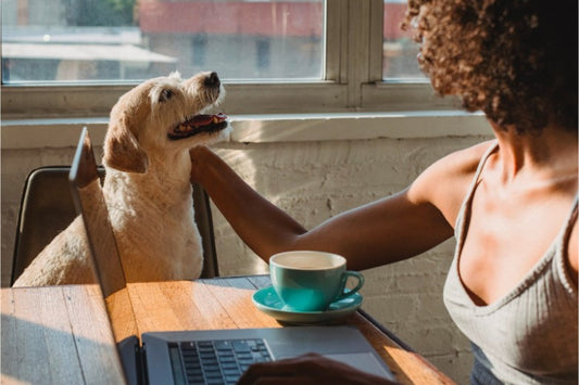 Balancing Work and Dog Ownership: Fulfilling Your Desire for Quality Time