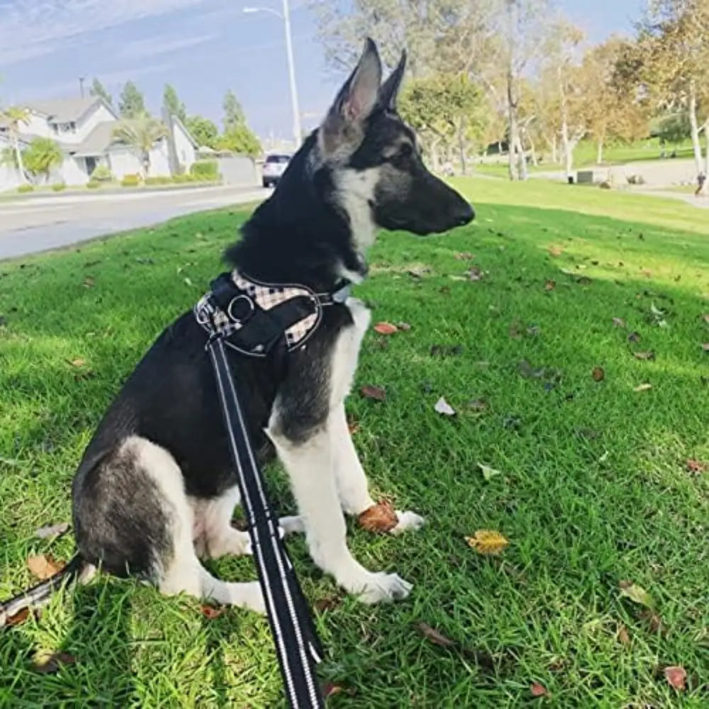 Black and white dog wearing a Joyride harness during an outdoor walk