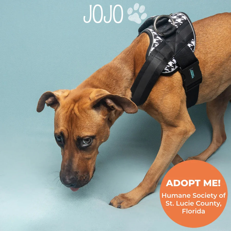 Howlin' Houndstooth Joyride Premium Advanced Dog Harness 2.0