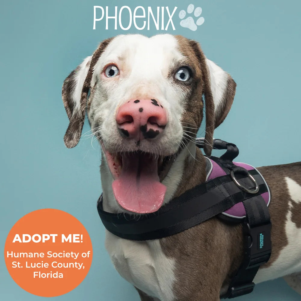 Pet stock harness online