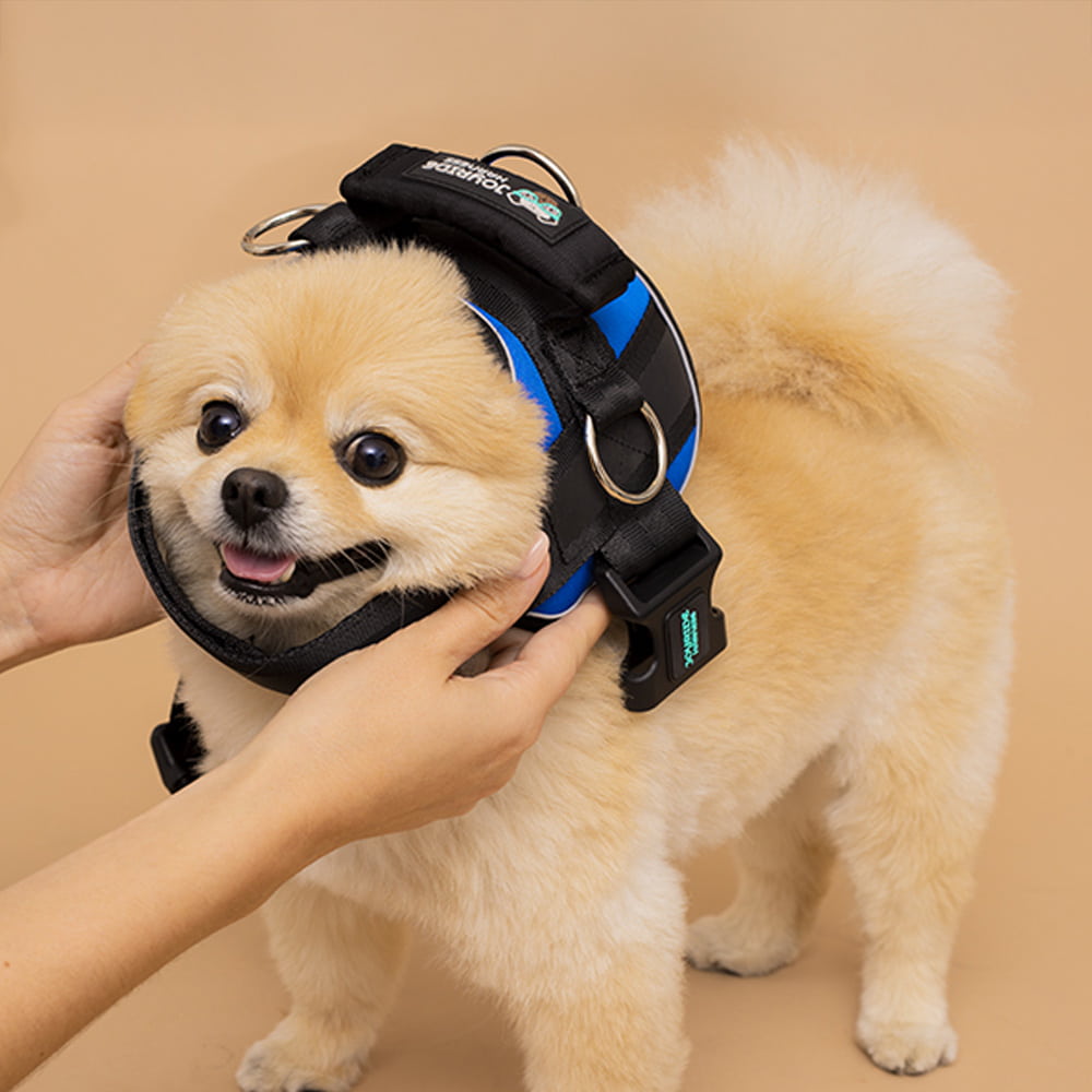 Small dog wearing a blue Joyride harness