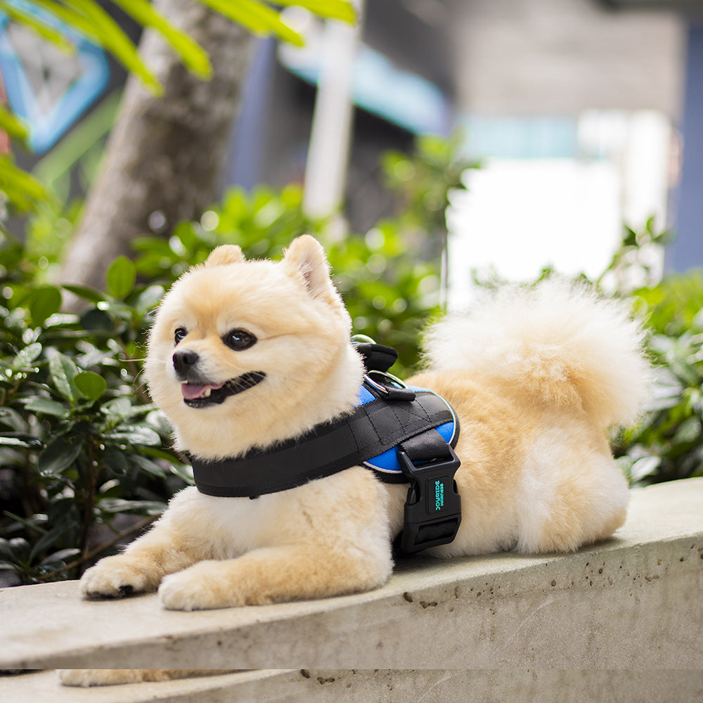 Secure dog harness with handle