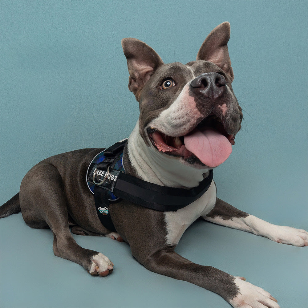 blue dog harness with top handle for training