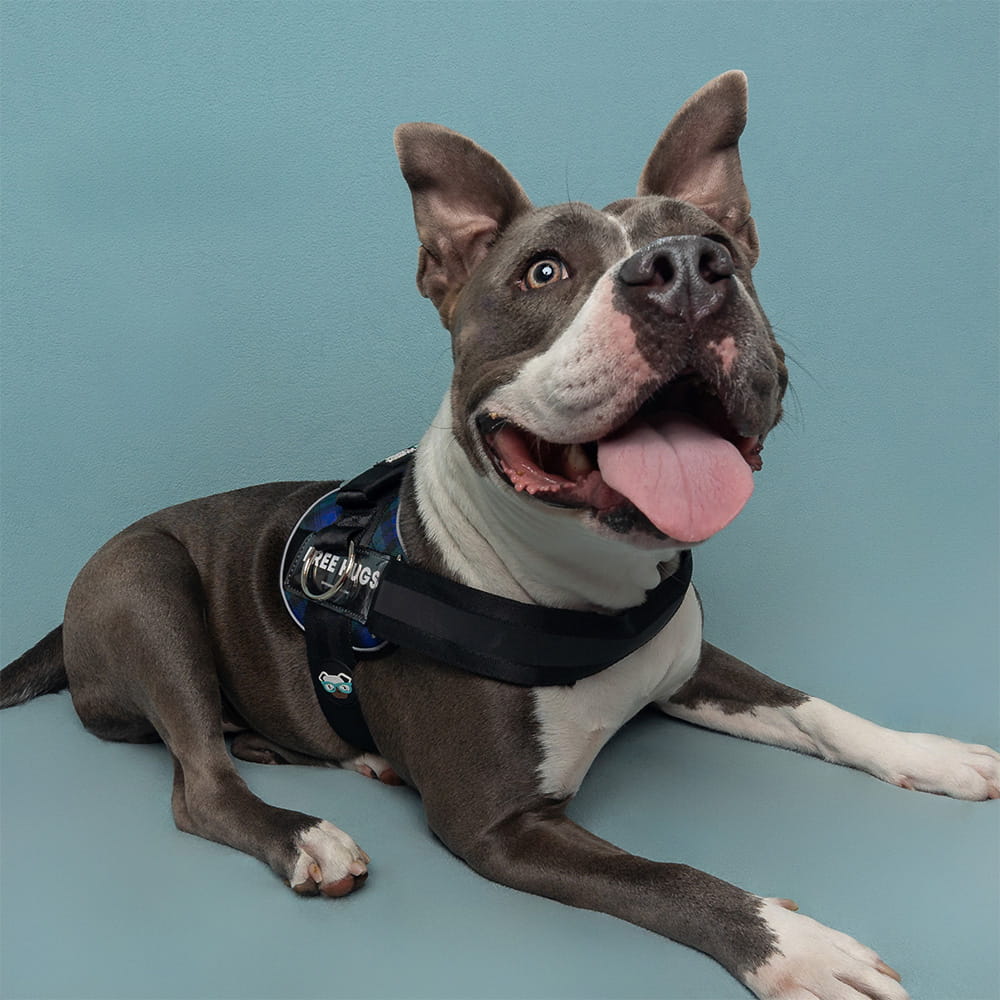 blue dog harness with top handle for training