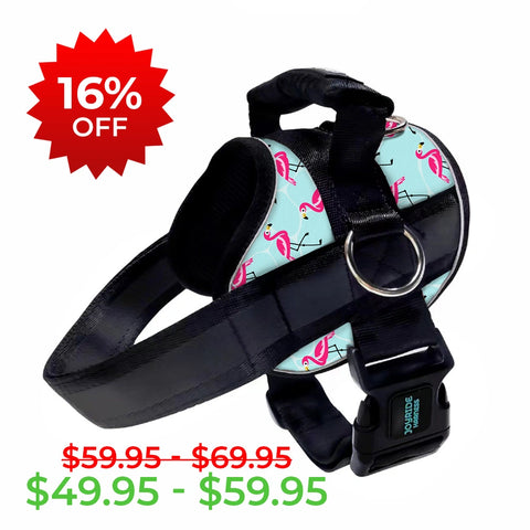Flamingo Nights Limited Edition Joyride Premium Advanced Dog Harness 2.0