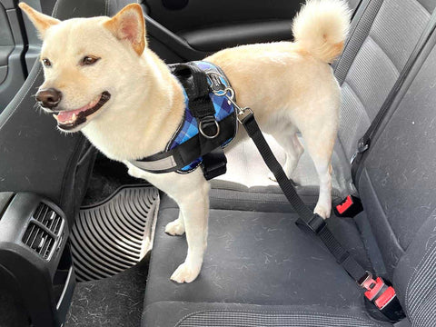 White dog secured in a car seat with a Joyride harness and safety strap