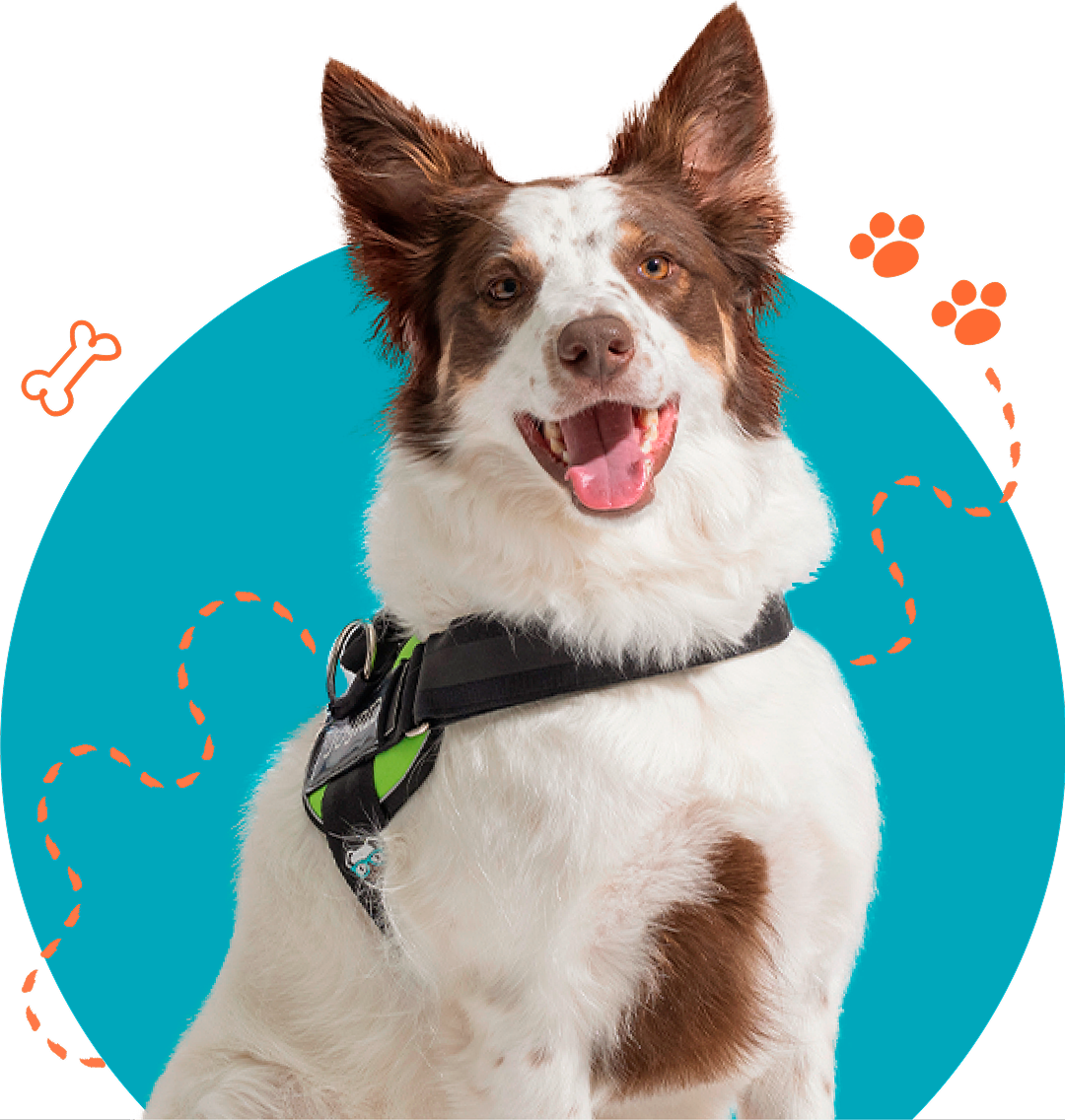 Dog wearing a Joyride harness