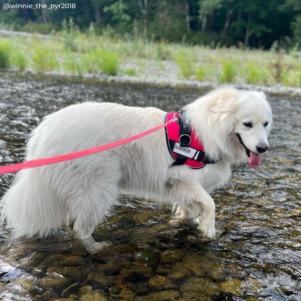 colorful dog harness set with handles