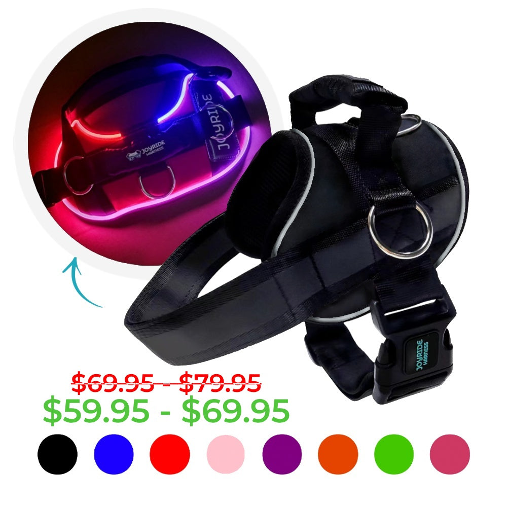 dog harness with led lights