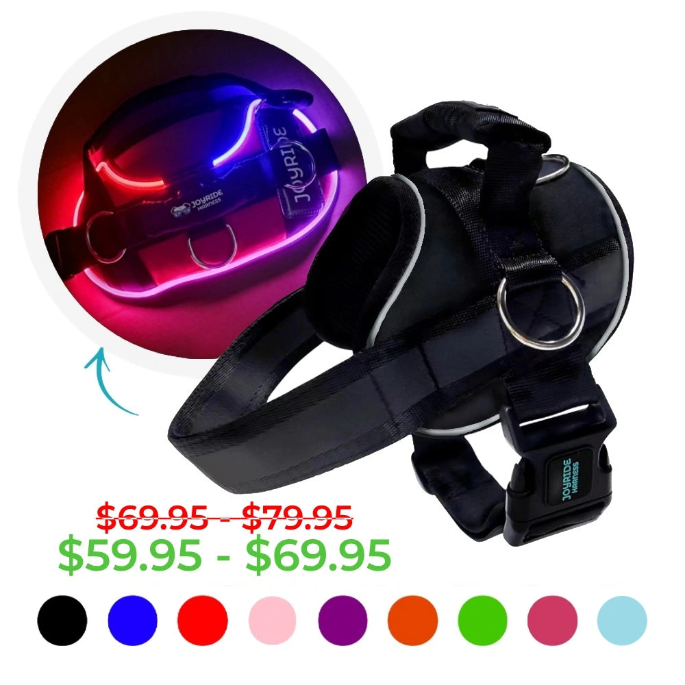 NEW! NightSafe LED Light Up Dog Harness 2.0