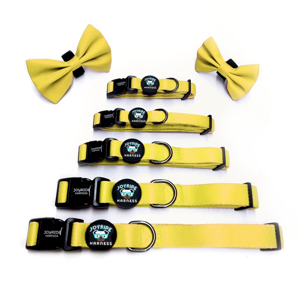 Sunshine Yellow Collar ( + free removable bowtie )