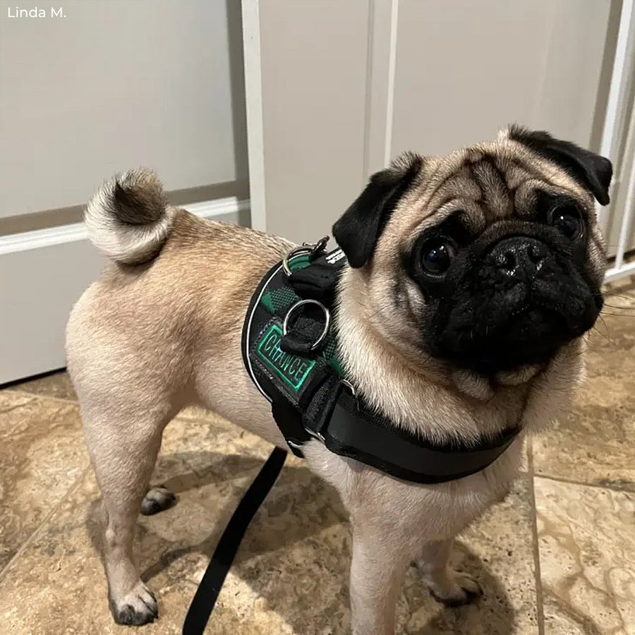 Green Plaid Joyride Premium Advanced Dog Harness 2.0