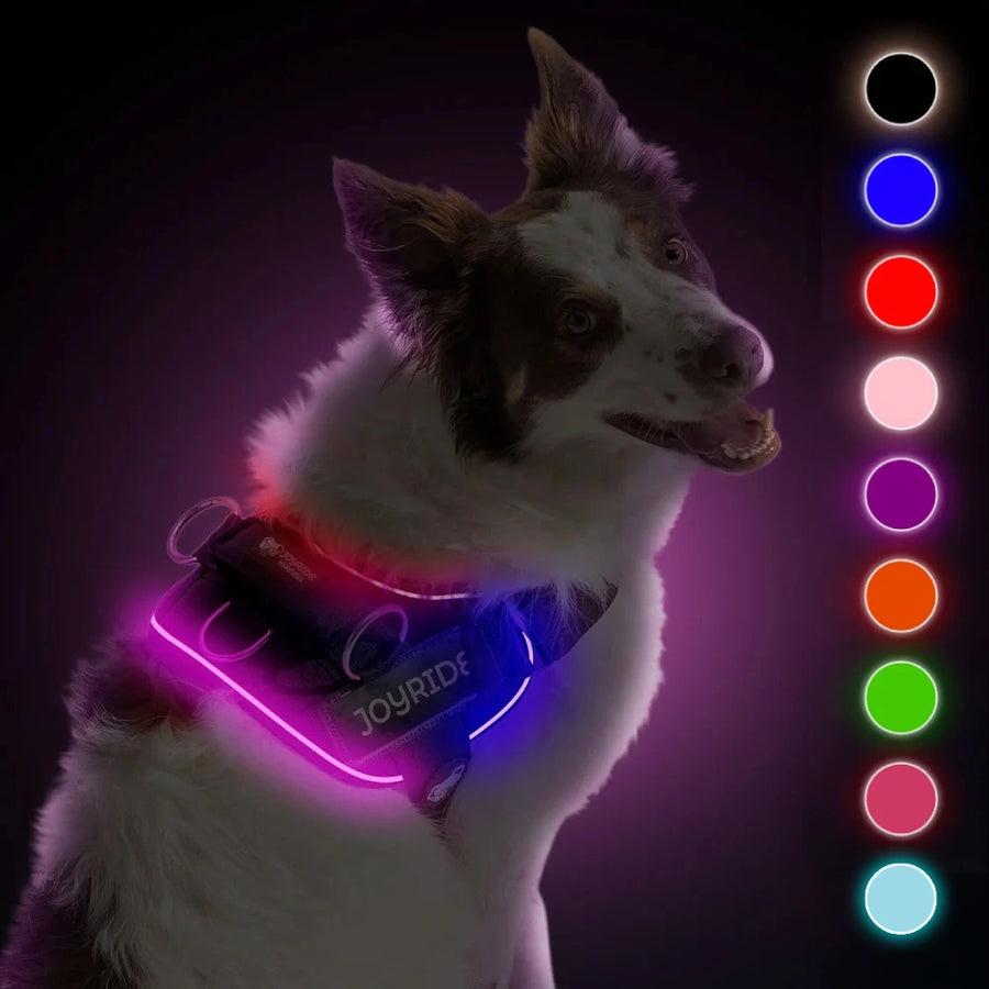 NEW! NightSafe LED Light Up Dog Harness 2.0