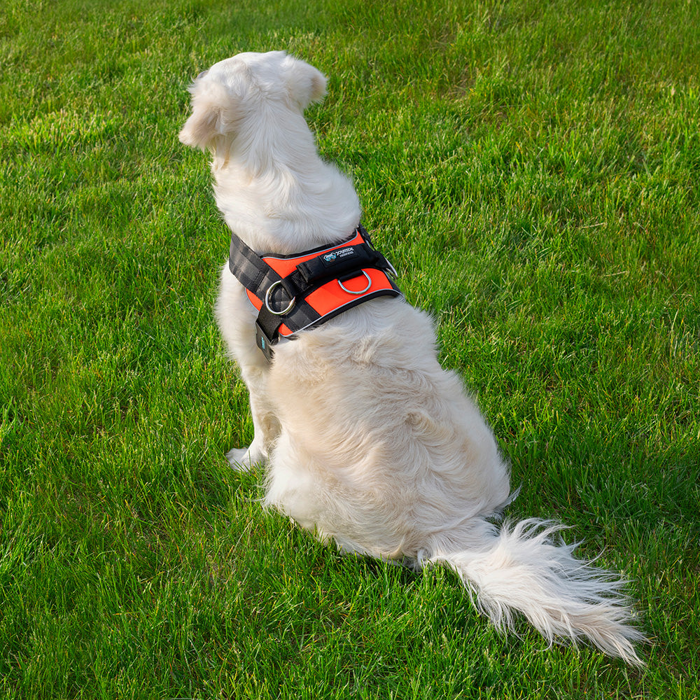 bright orange dog harness with top handle