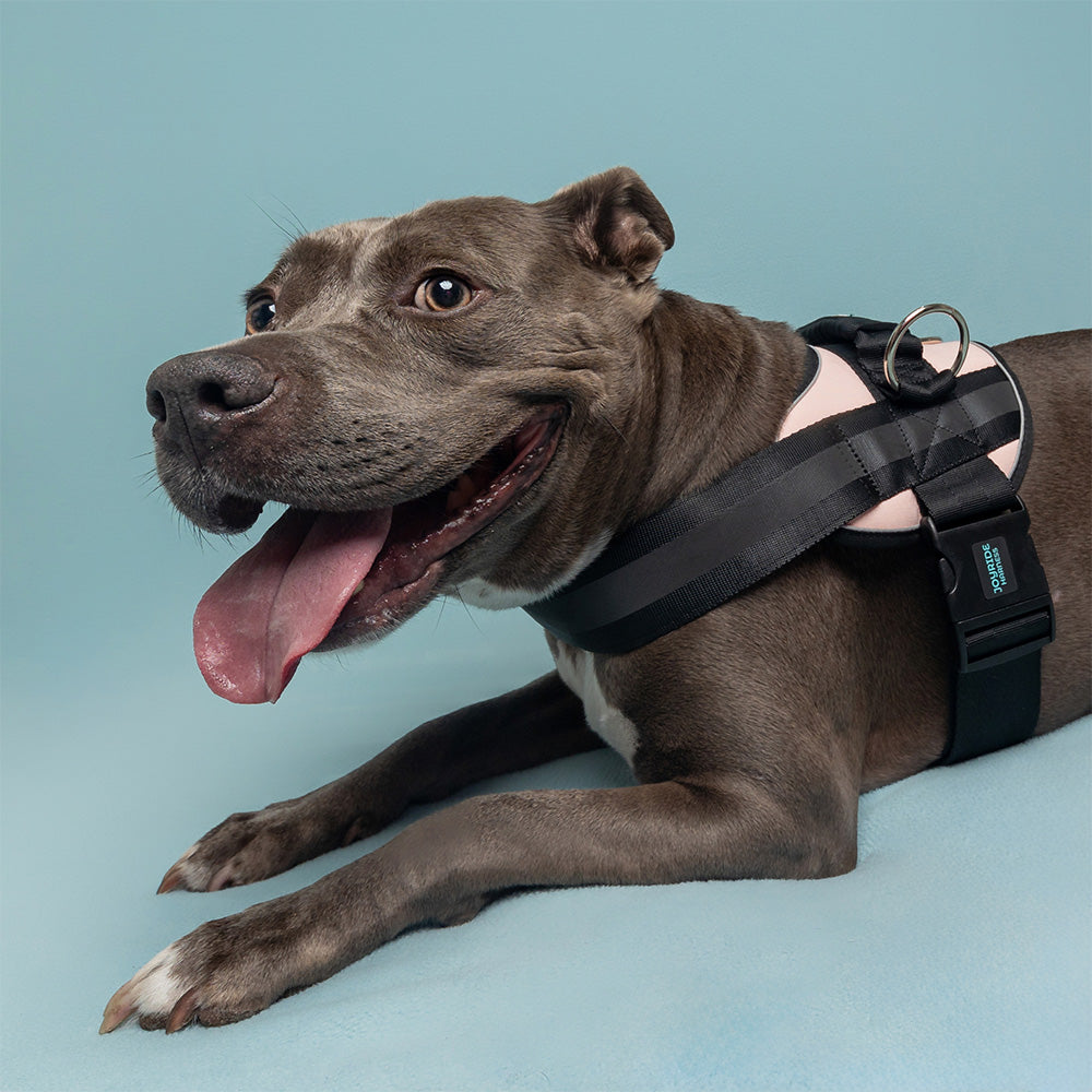 cute pink dog harness with top handle