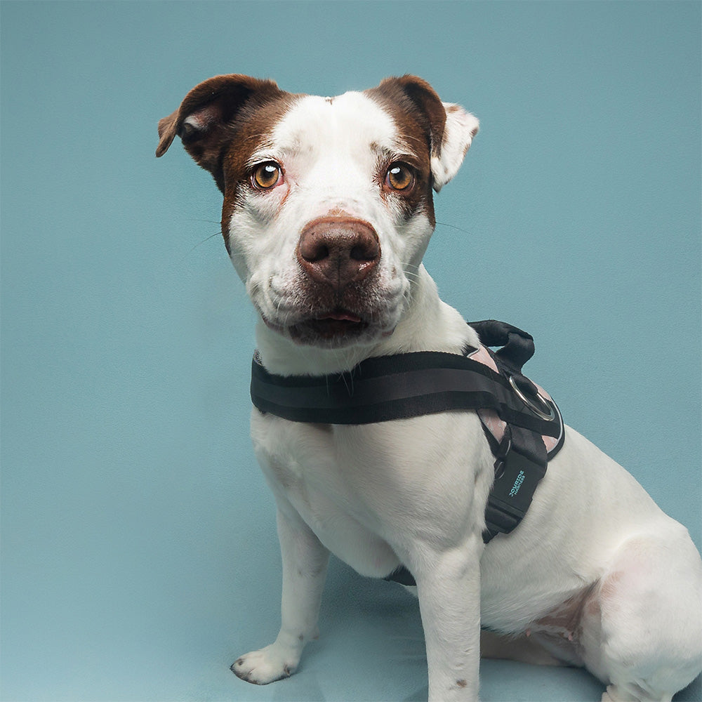 No-pull pink dog harness with handle