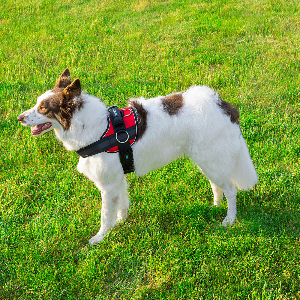 dog training harness with handle in red