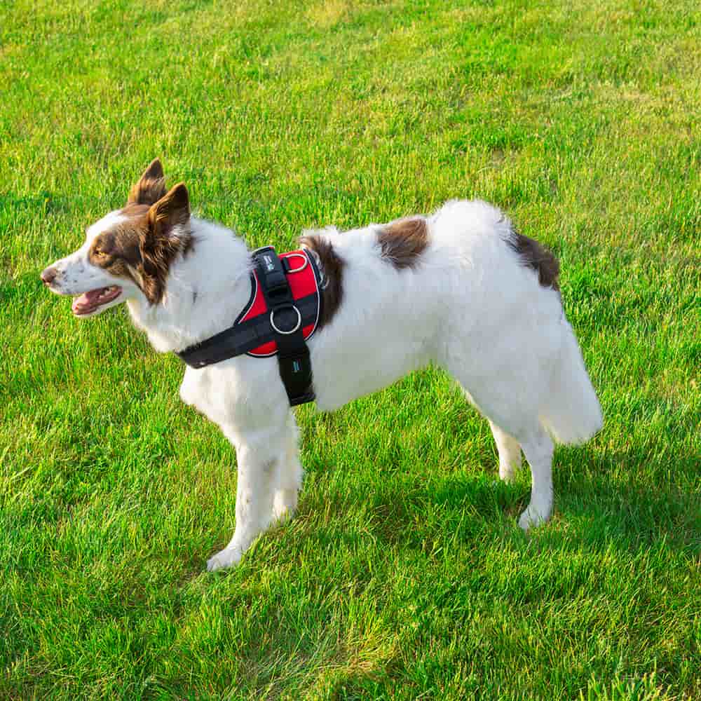 Dog wearing a red Joyride harness on grass