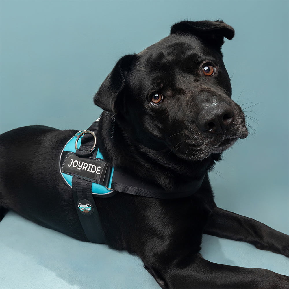 Black dog wearing a turquoise Joyride harness on a blue background