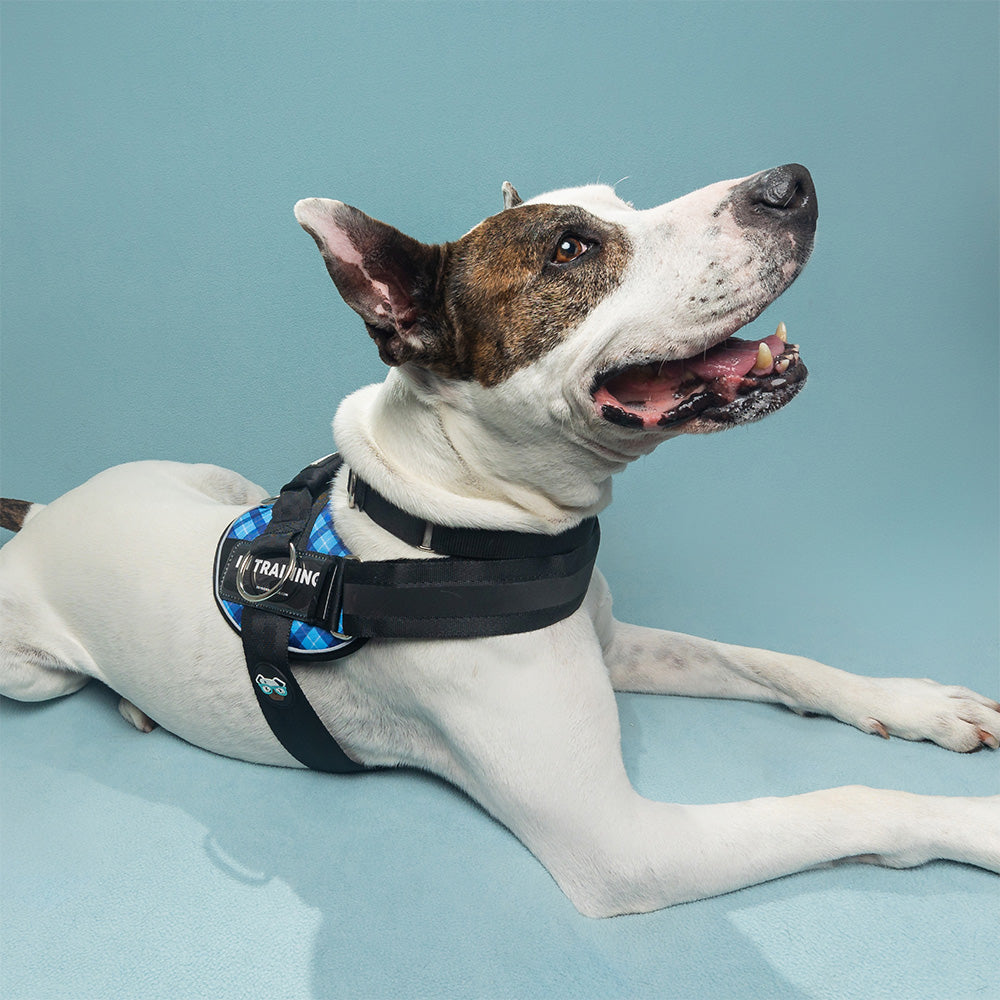 Joyride Premium Advanced Dog Harness 2.0 (Patterns)