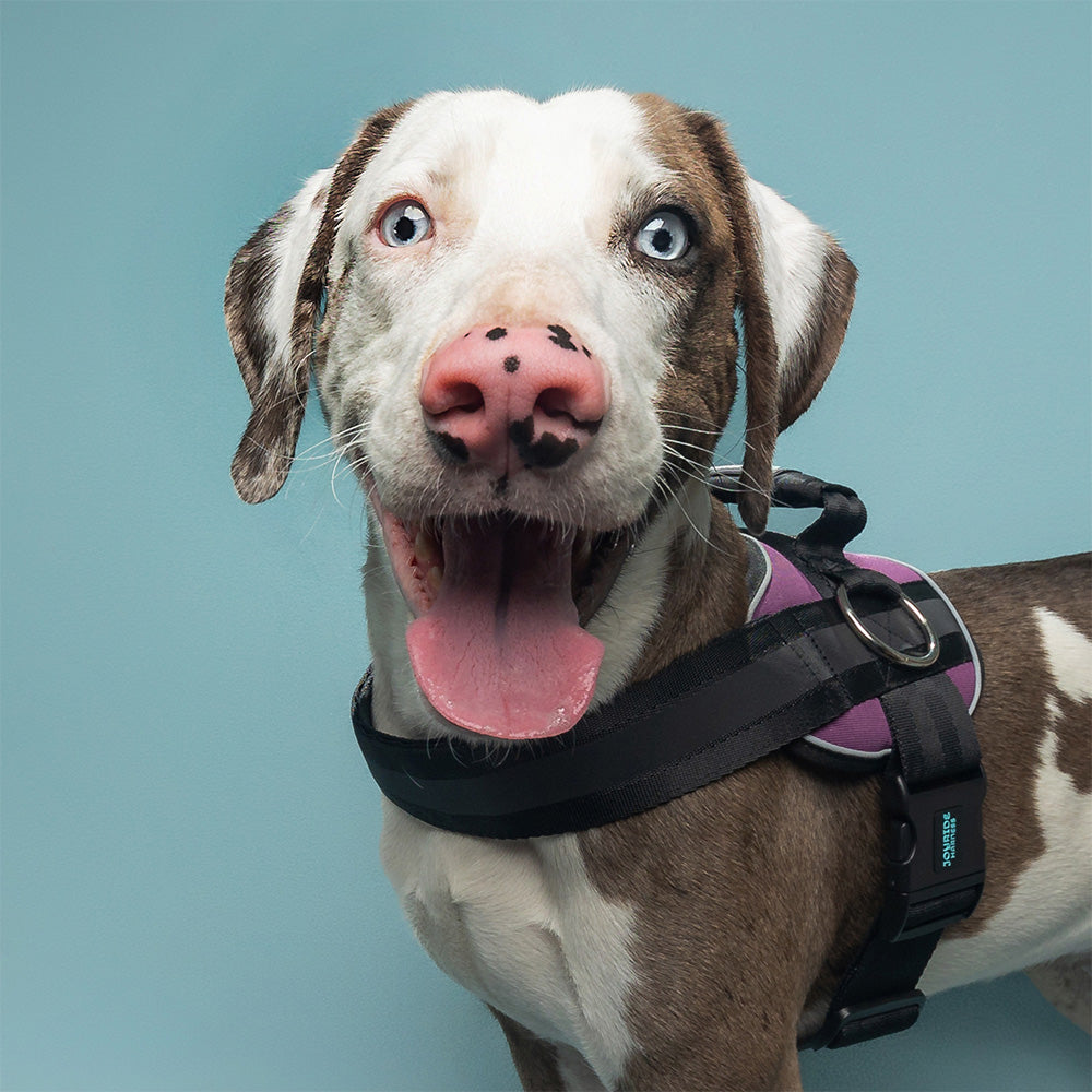 dog harness with side ring