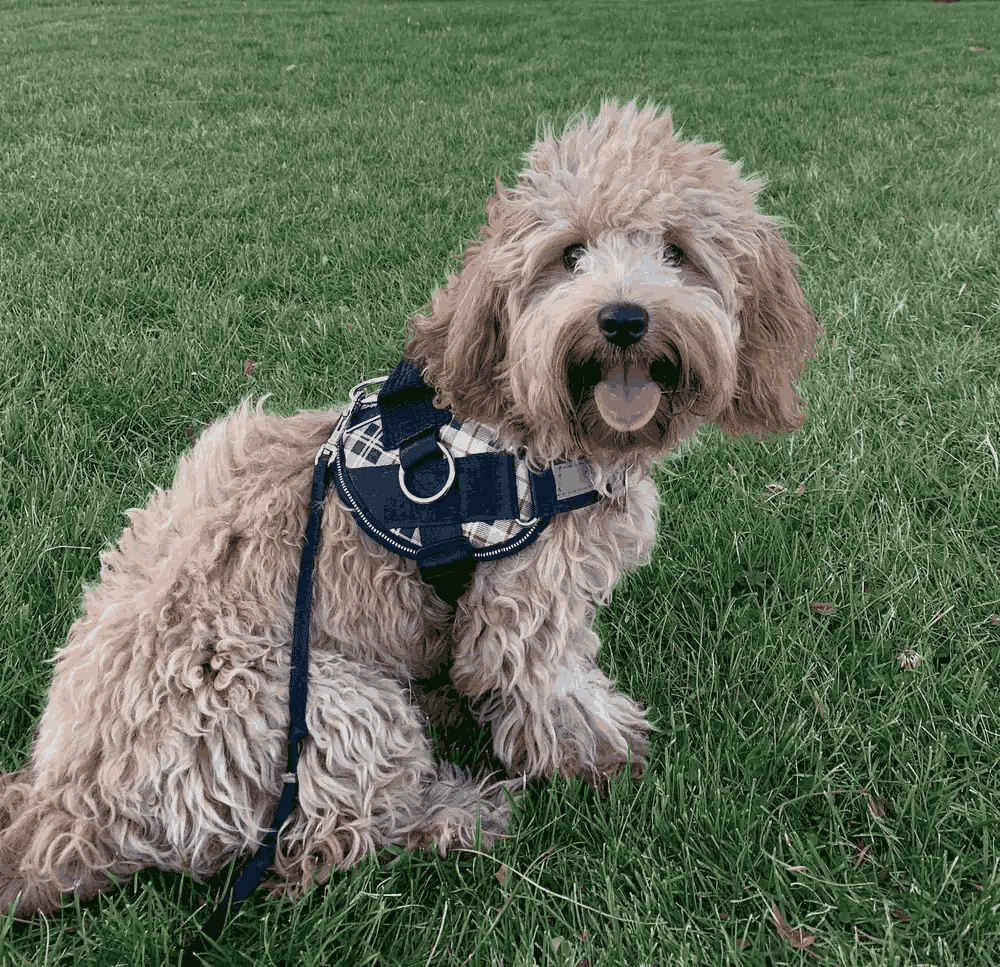 Happy dog wearing a Joyride harness on the grass