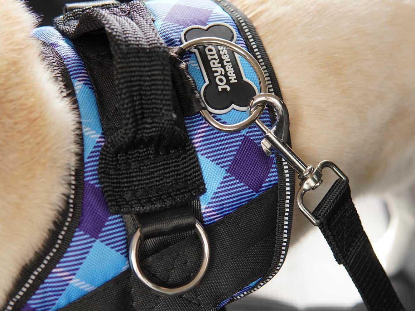 Close-up of a blue Joyride dog harness clipped to a black leash
