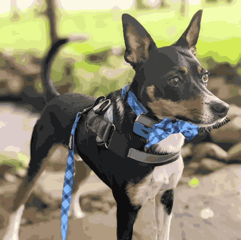 Dog enjoying the outdoors in a blue Joyride harness and bow tie