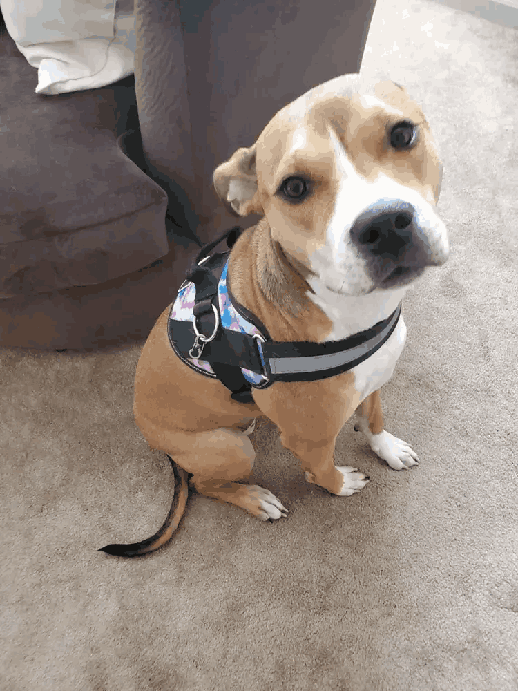 A dog at home wearing a patterned Joyride harness