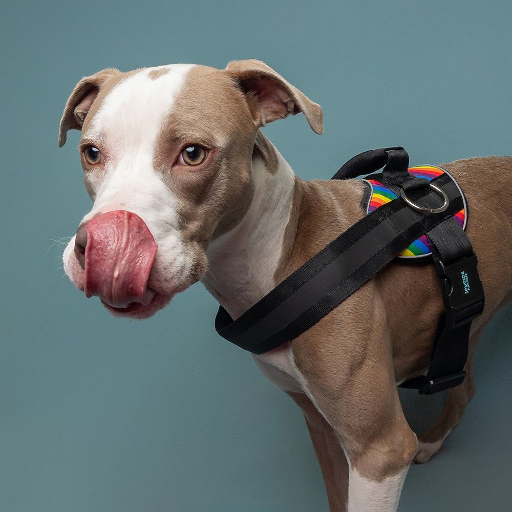 Joyride Premium Advanced Dog Harness 2.0 (Patterns)