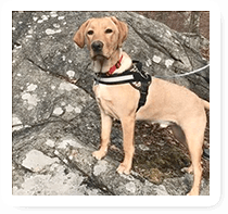 10 Reasons Why We Love Marley the Golden Retriever – Joyride Harness