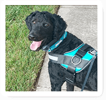 Buddy Belts – The Best Harness for Your Best Friend