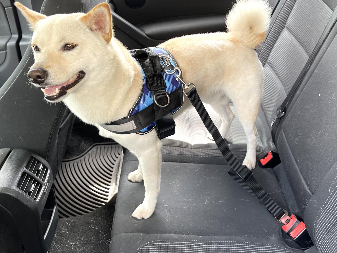 Safety Seatbelt for Dogs Addon