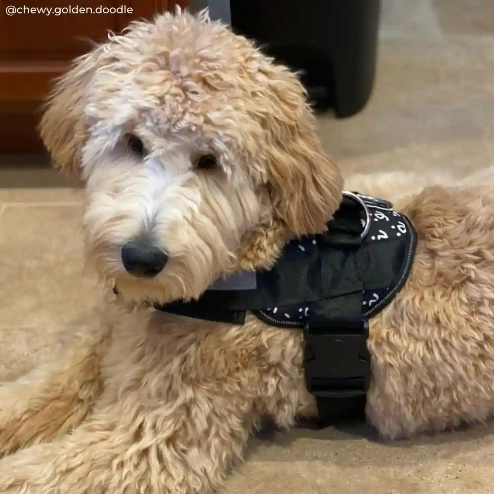 Dog harness top best friends