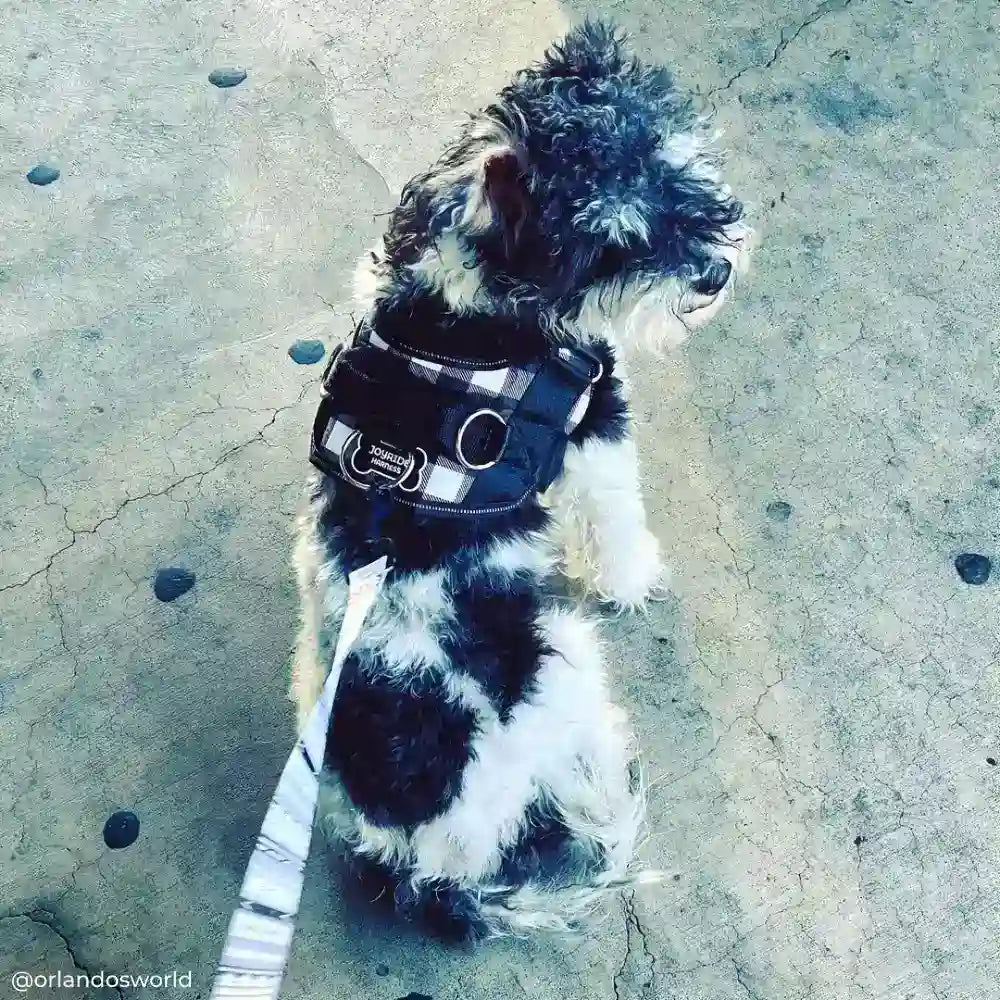 Black and White Dog Harness