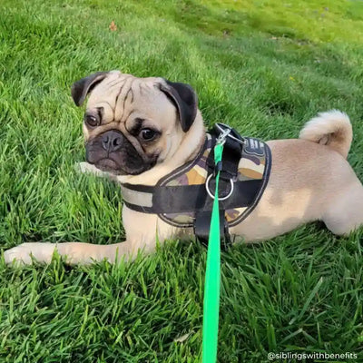 Camo dog harness best sale and leash