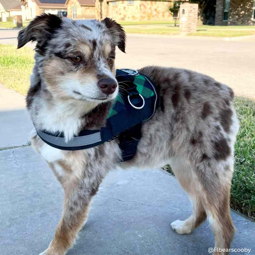 Green Plaid Dog Harness