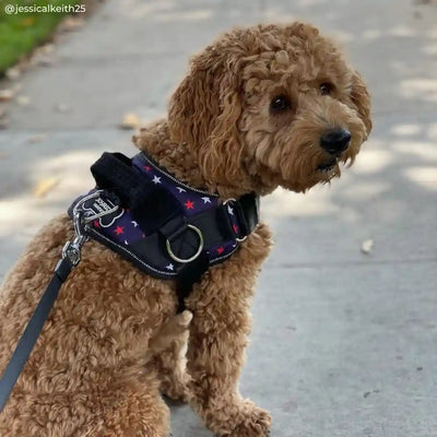 Patriotic Blue Harness
