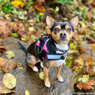 Star dog harness hot sale