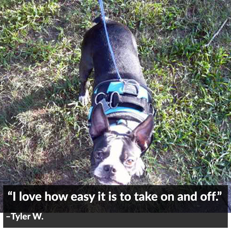 Teal Dog Harness