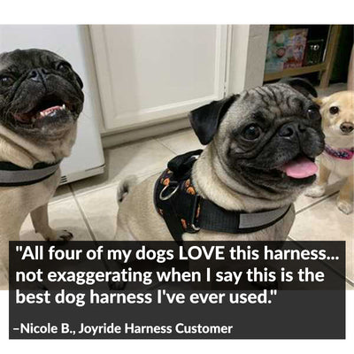 The Best Harness For Frenchies - Joyride Harness Reviews & Testimonial