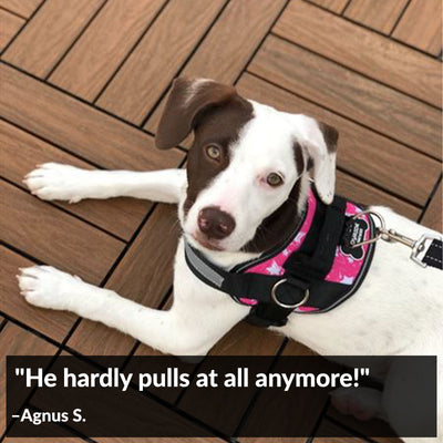 Gentle Leader Easy Adjustable Strong Leather Dog Harness For