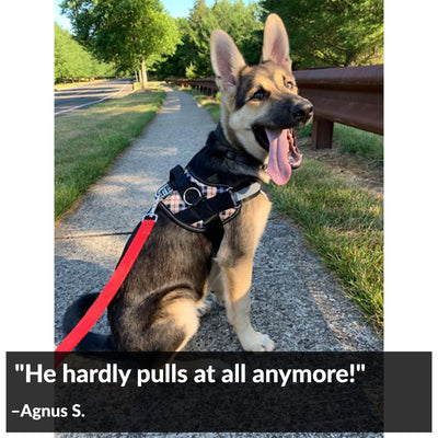 Video shows excited German shepherd jump into box of pet toys to pick one  out - ABC7 Los Angeles