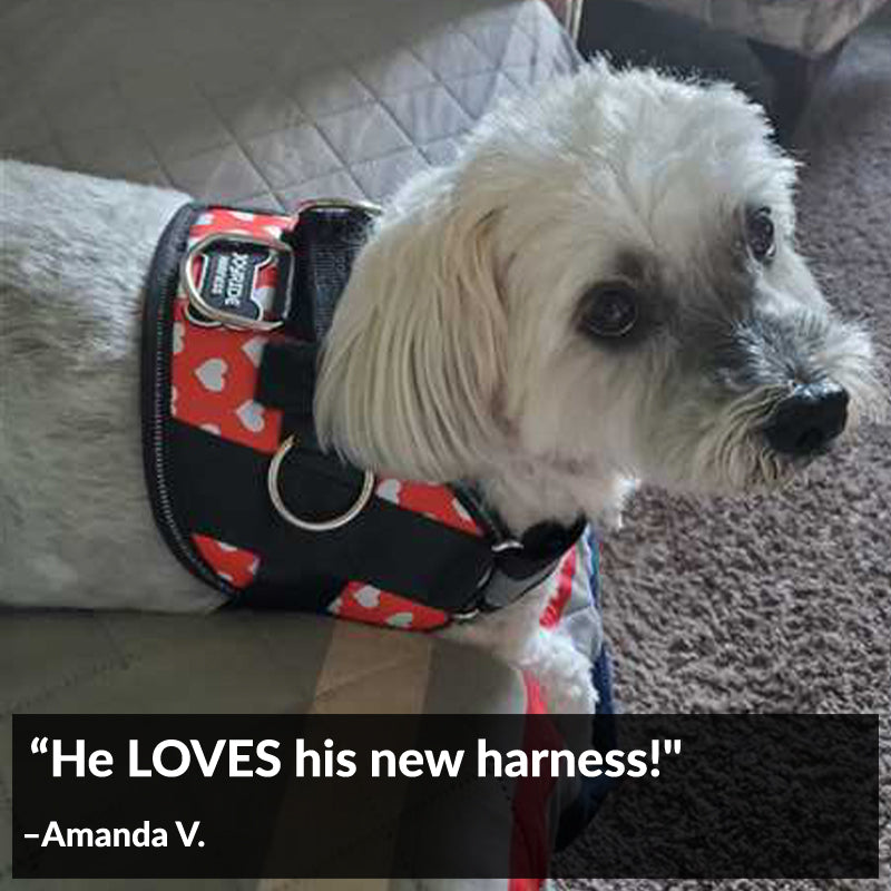 Red Hearts Dog Harness