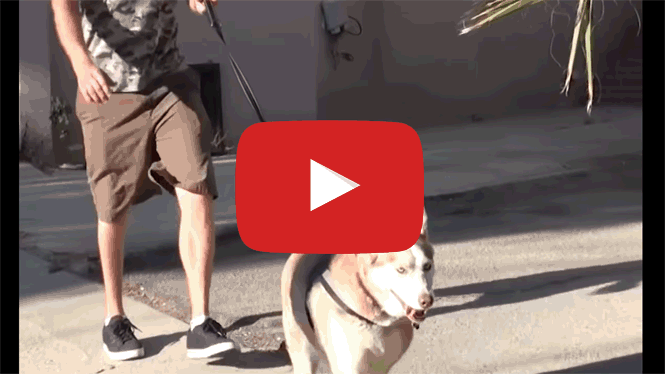 https://www.youtube.com/embed/4KO90bNtFrg?rel=0