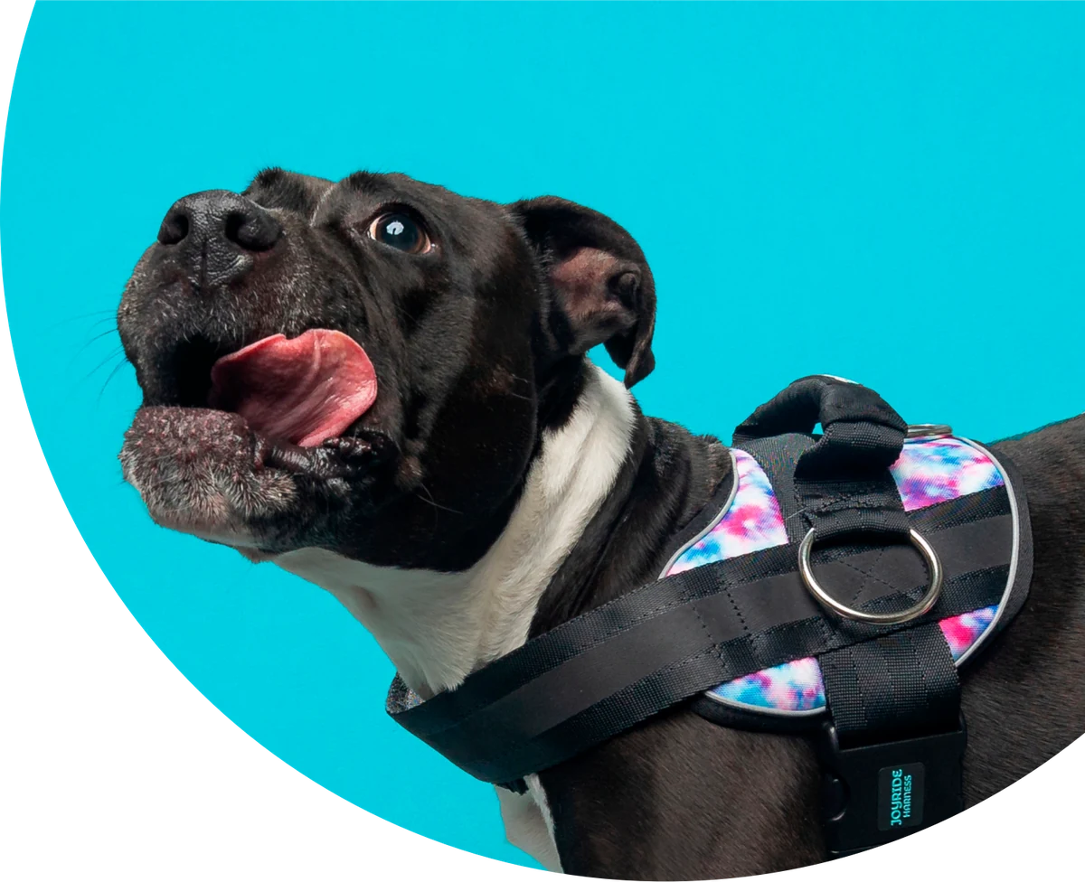 Happy black dog wearing a colorful Joyride harness