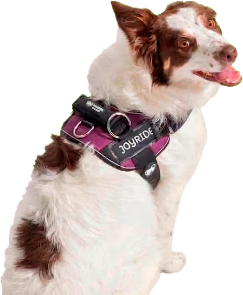 Brown and white dog wearing a pink Joyride harness